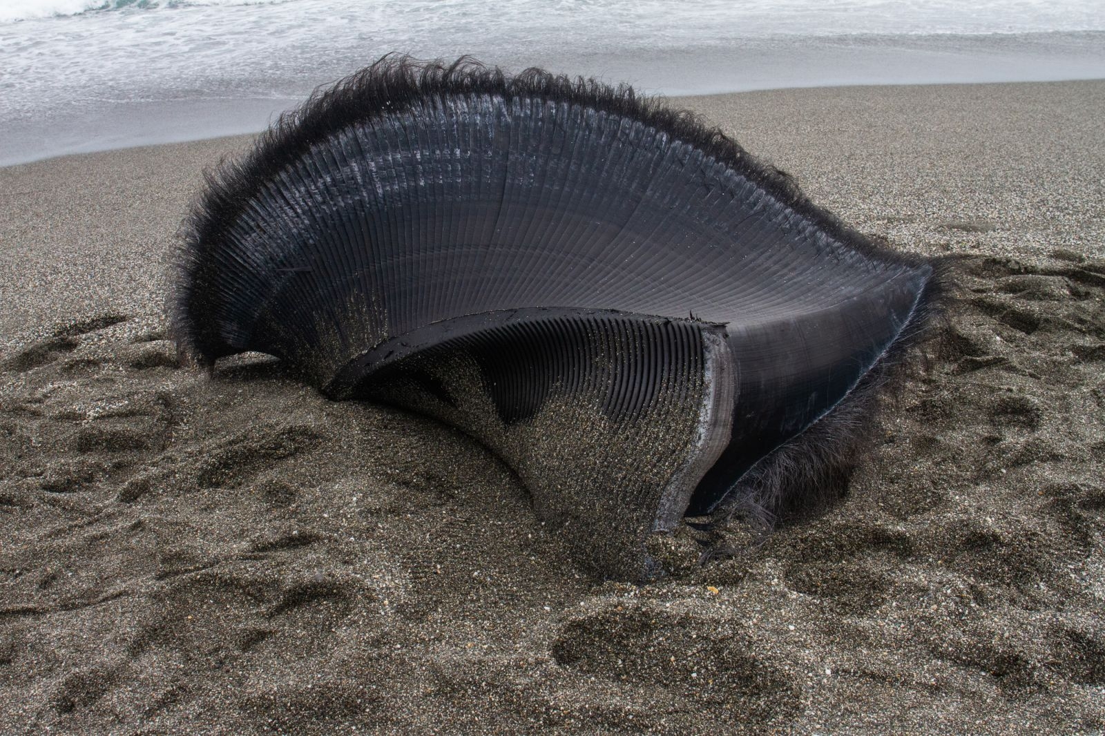 散落在海岸上的鲸须板(baleen plates),是须鲸滤食的构造.