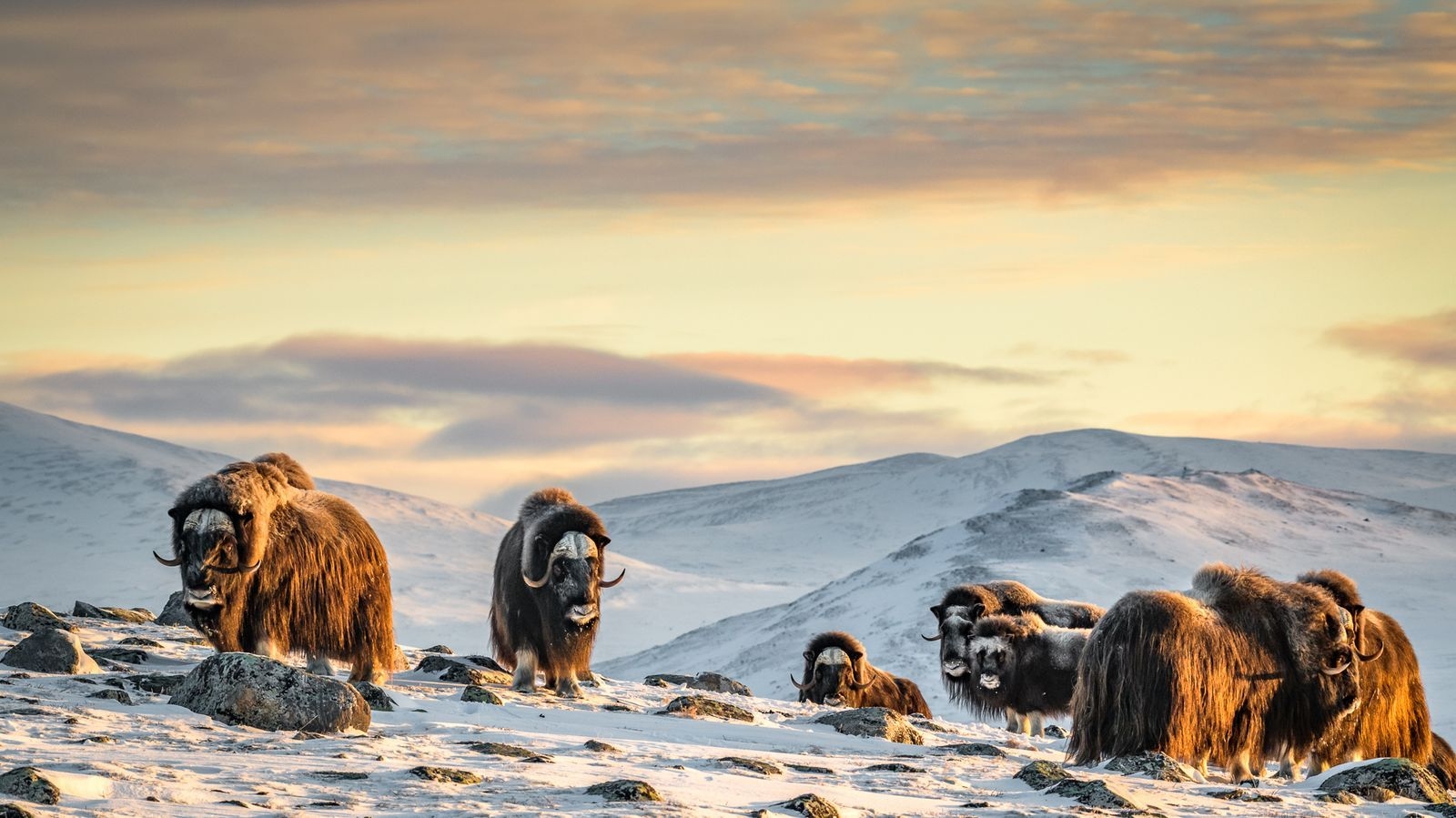 jella national park)里,一群麝牛(muskox)在夕阳照耀下显得格外耀眼