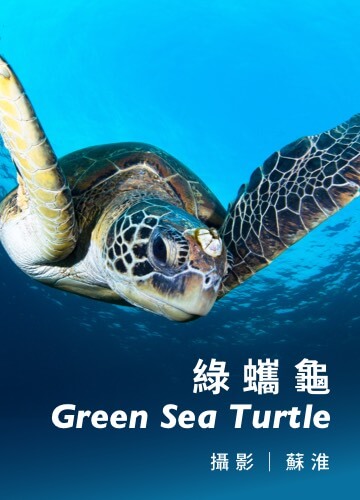 綠蠵龜 Green Sea Turtle / 攝影：蘇淮