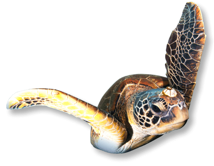 綠蠵龜Green Sea Turtle