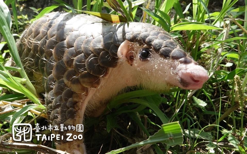 臺北市立動物園「動物認養計畫」