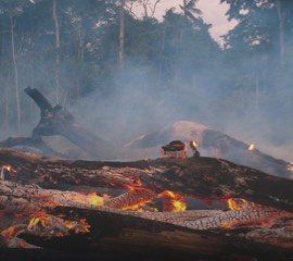 海保署預告四項海洋野生動物保育計畫 鯨豚、三棘鱟等入列