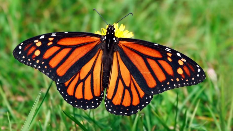 【动物好朋友】帝王斑蝶(monarch butterfly)