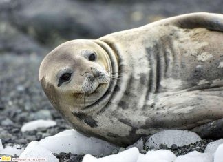 海豹,海獅,海狗,海象,海牛……一次看個夠